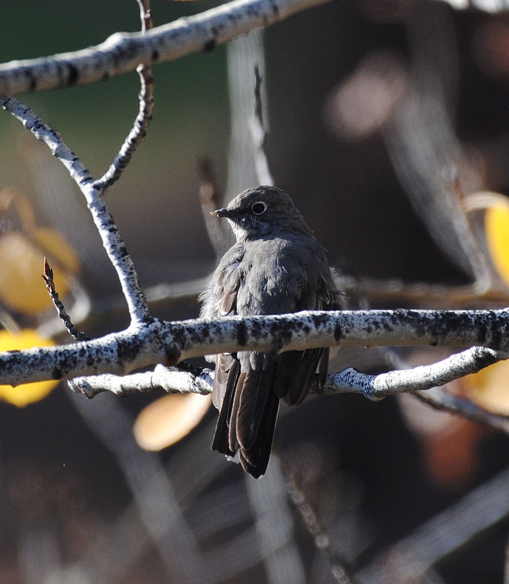 Townsend's Solitaire - ML387505981