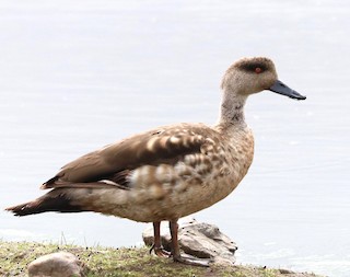 Crested Duck, ML387508581
