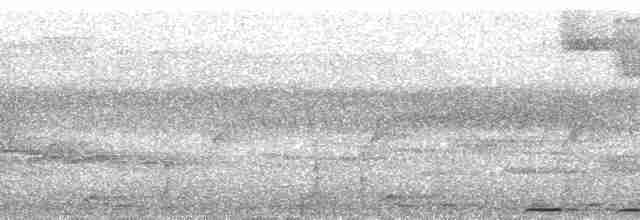 holub ametystový - ML38751