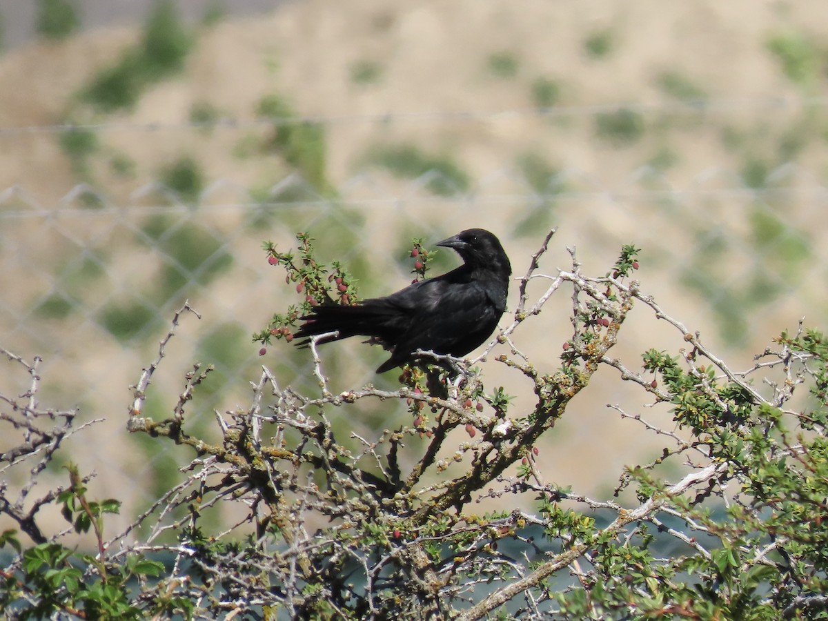 Austral Blackbird - Pierre Pitte