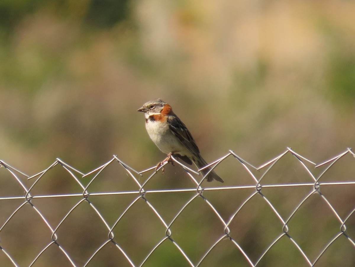 Rufous-collared Sparrow - ML387512511