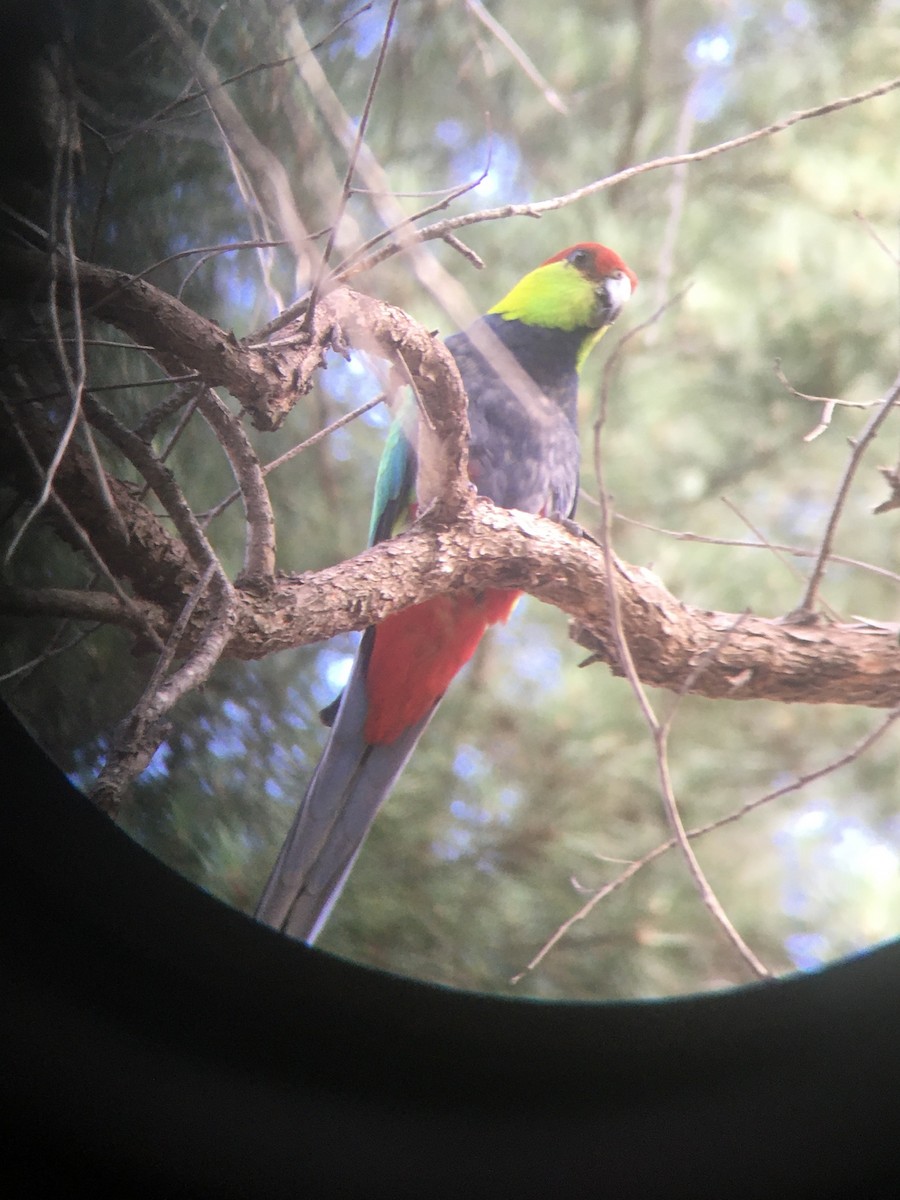 Red-capped Parrot - ML387515341