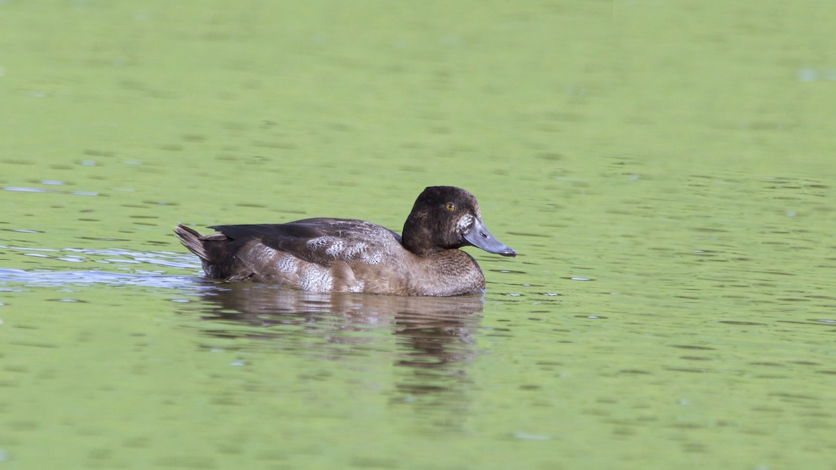 Greater Scaup - ML387524891