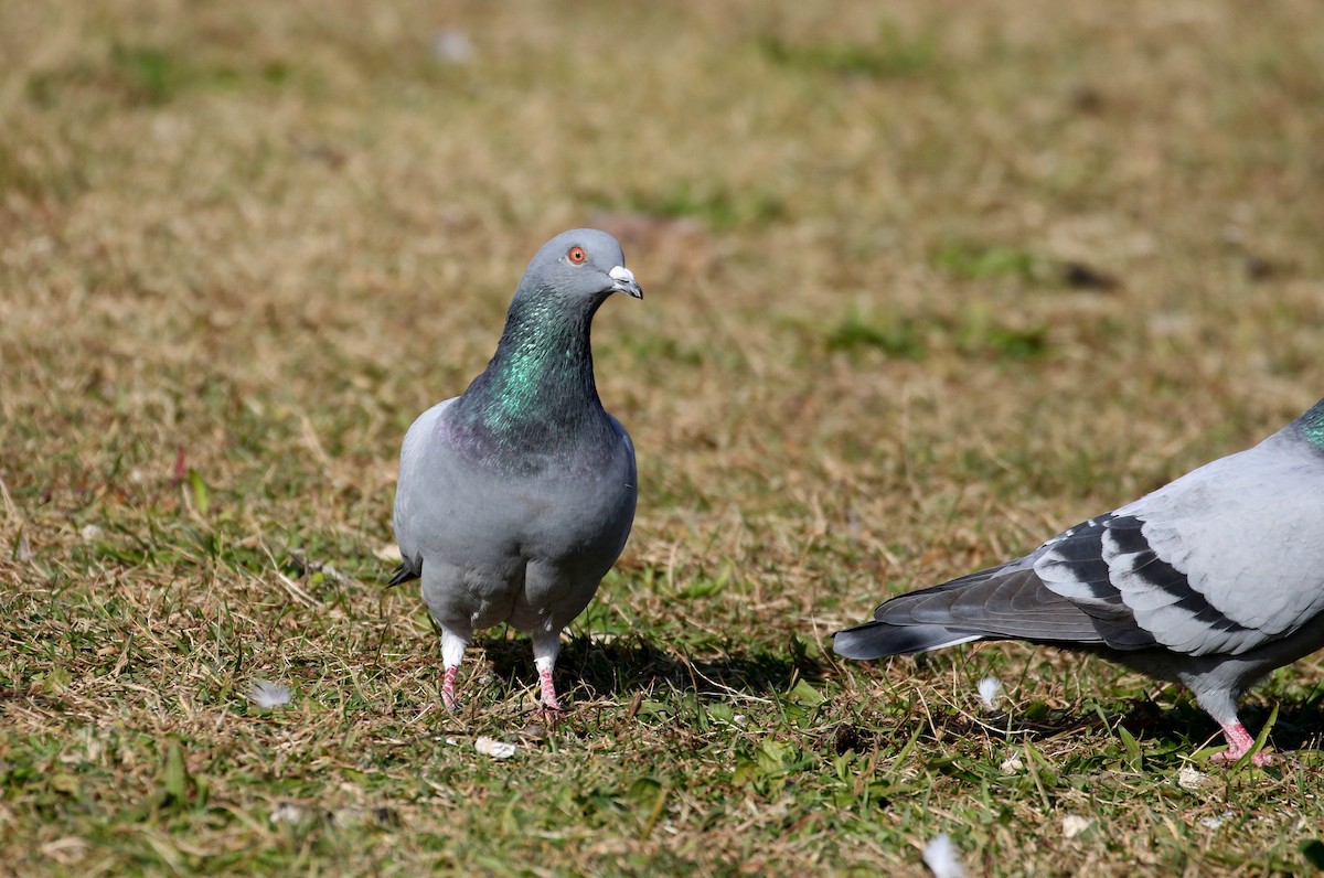 Rock Pigeon (Feral Pigeon) - ML387529581