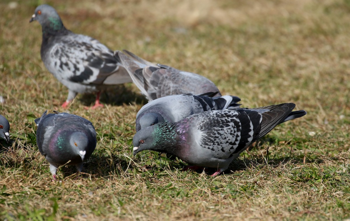 Rock Pigeon (Feral Pigeon) - ML387529621