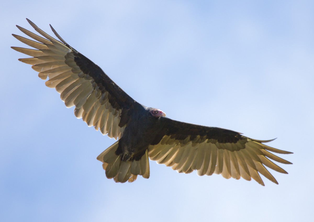 Turkey Vulture - Brent Angelo