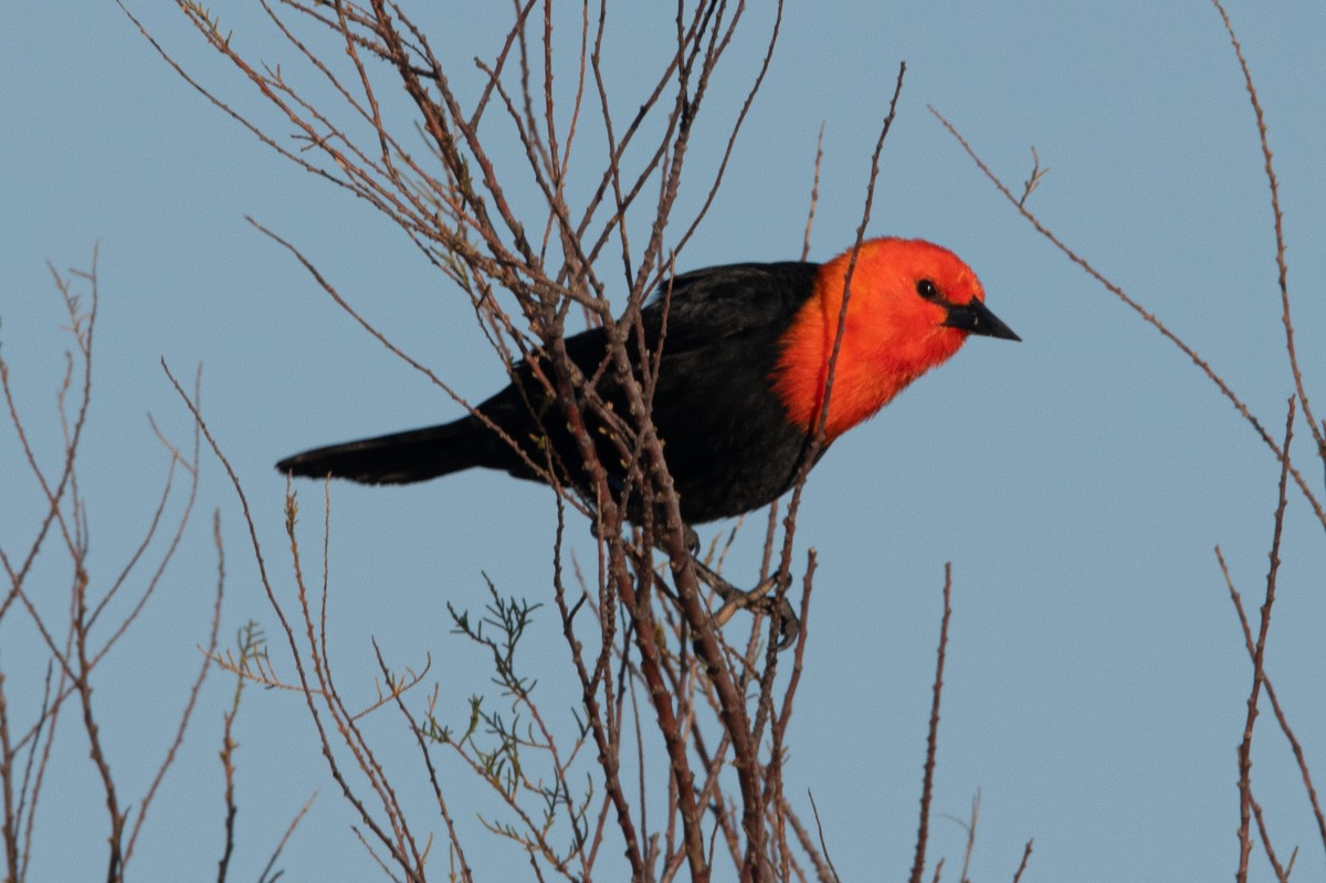 Scarlet-headed Blackbird - ML387537141