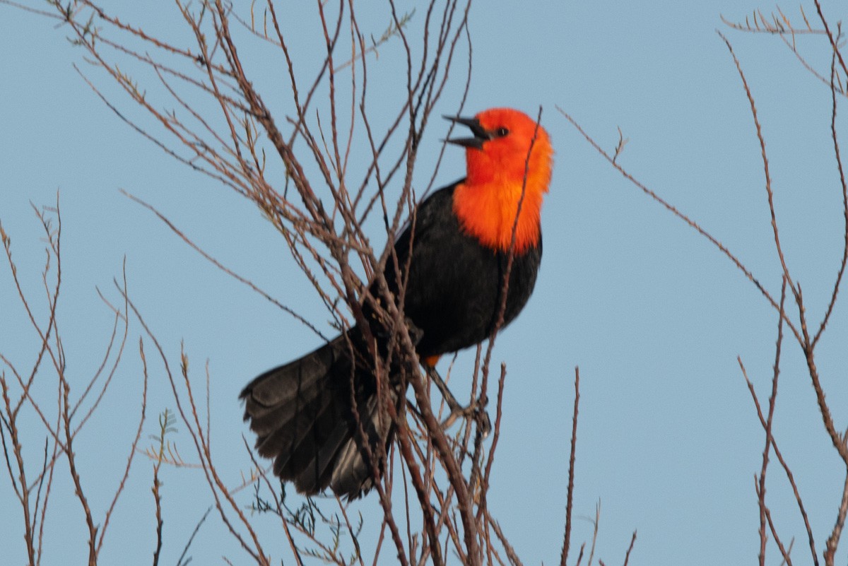 Scarlet-headed Blackbird - ML387537151