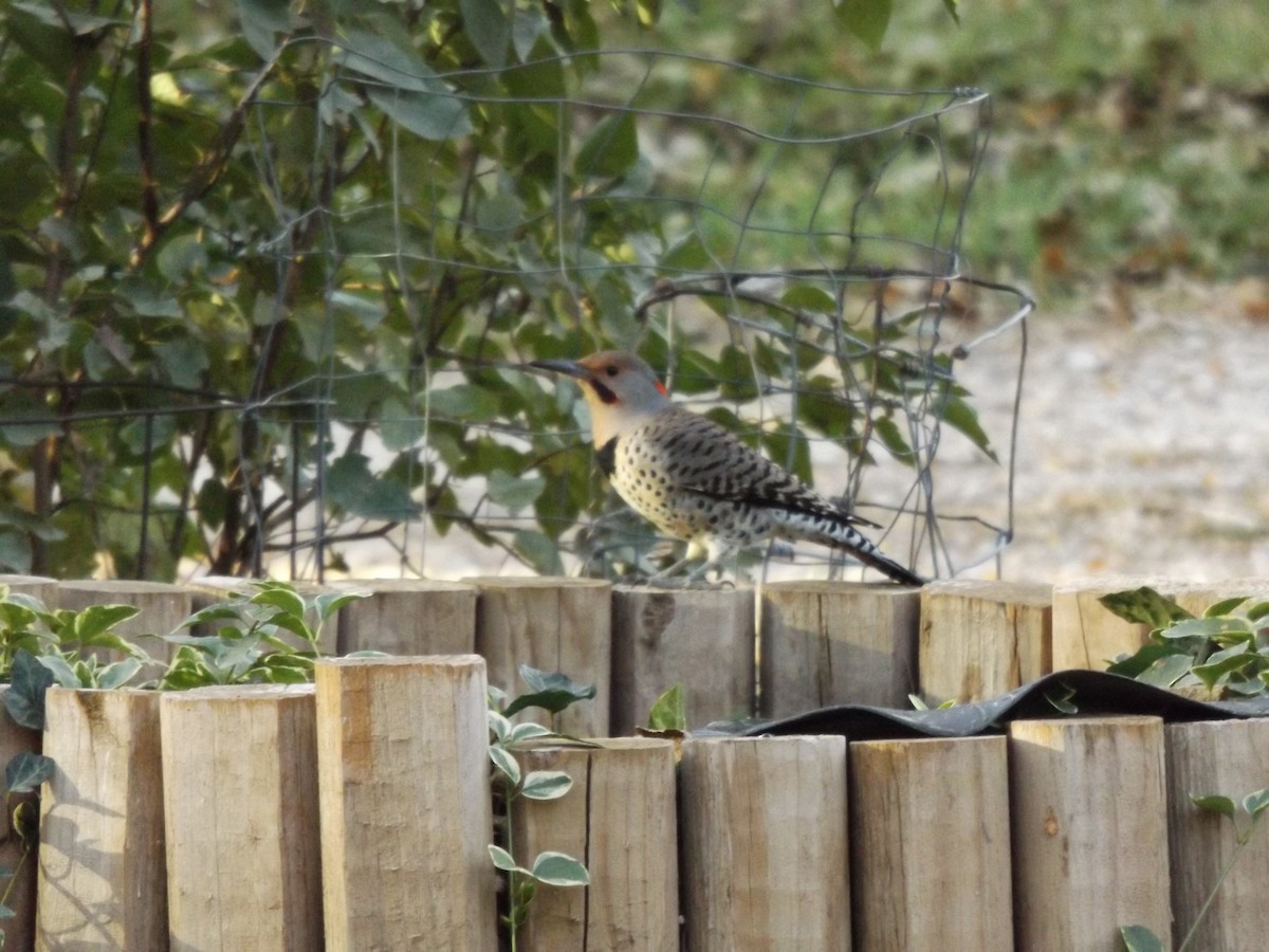 Northern Flicker (Yellow-shafted x Red-shafted) - Kaleb Kroeker