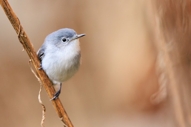 BLUE-GRAY GNATCATCHER  The Texas Breeding Bird Atlas