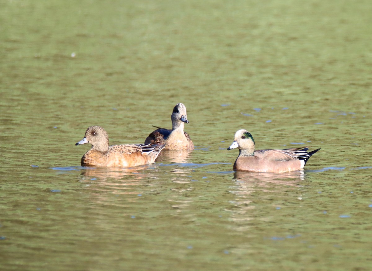American Wigeon - Sally Veach