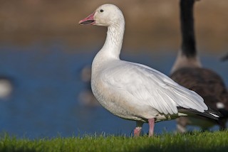Snow Goose, ML387549881