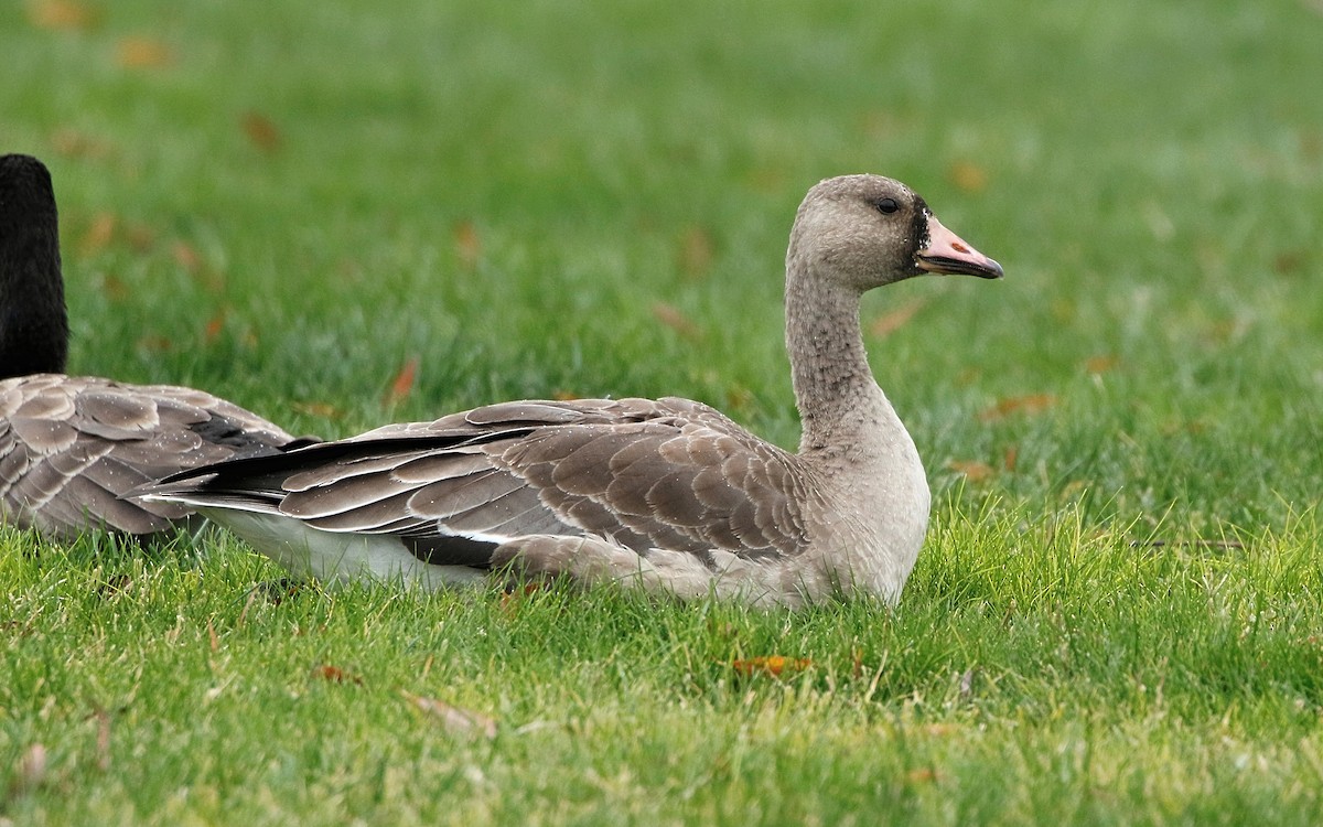 Greater White-fronted Goose - ML387550531