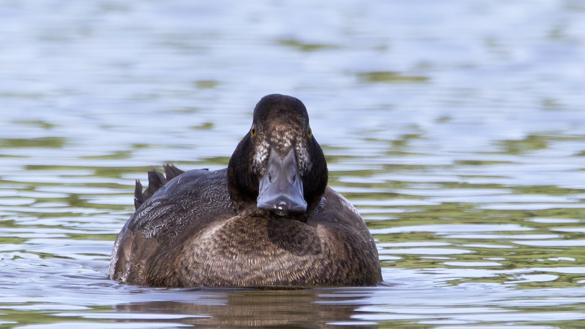 Greater Scaup - ML387550761