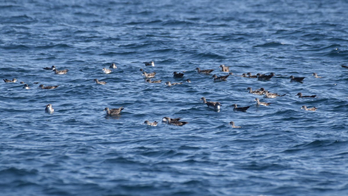 Pink-footed Shearwater - ML387562341