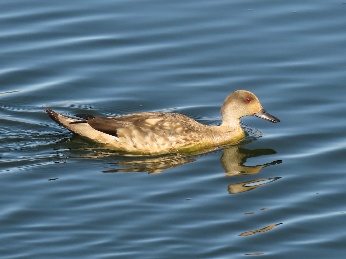 Crested Duck - ML387563421