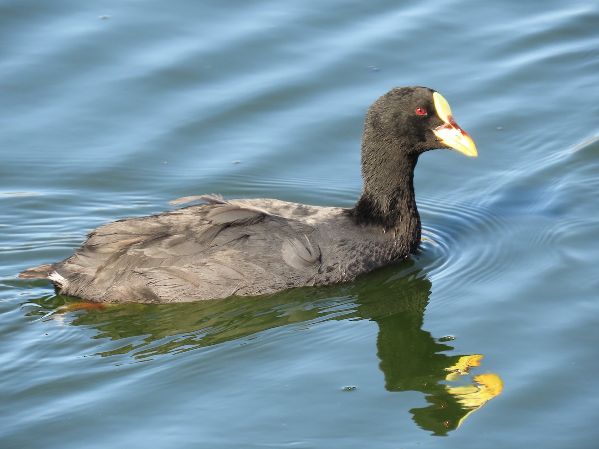 Red-gartered Coot - ML387563821