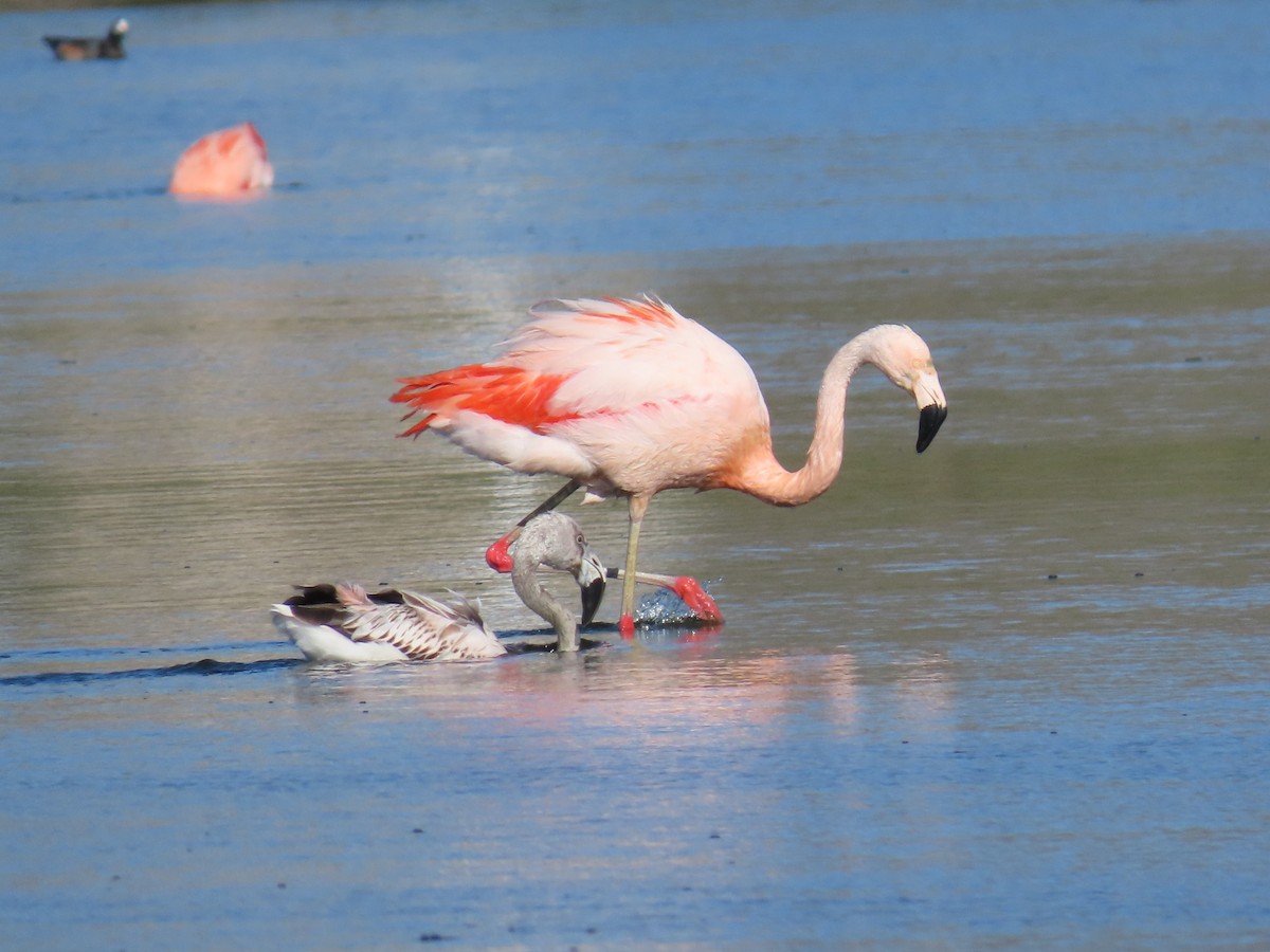 Chilean Flamingo - ML387563871