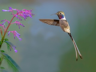  - Peruvian Sheartail