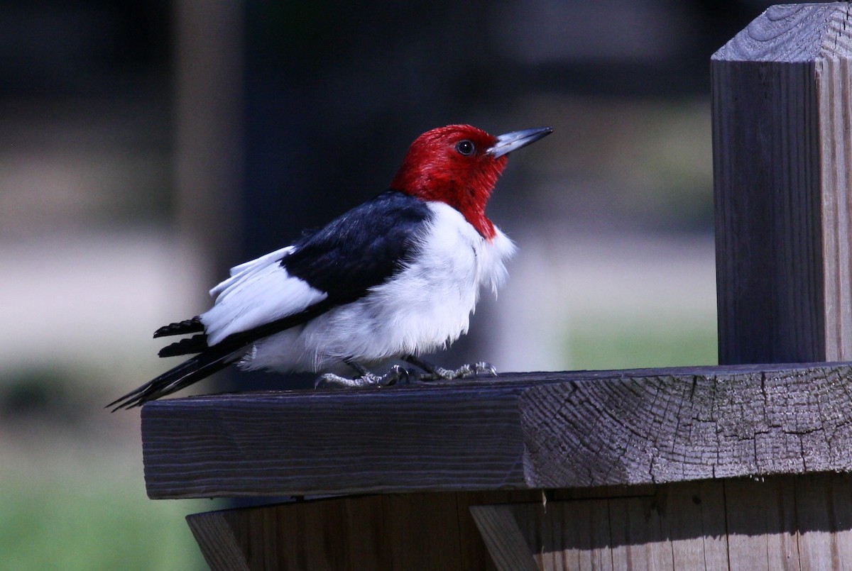 Red-headed Woodpecker - Jacob C. Cooper