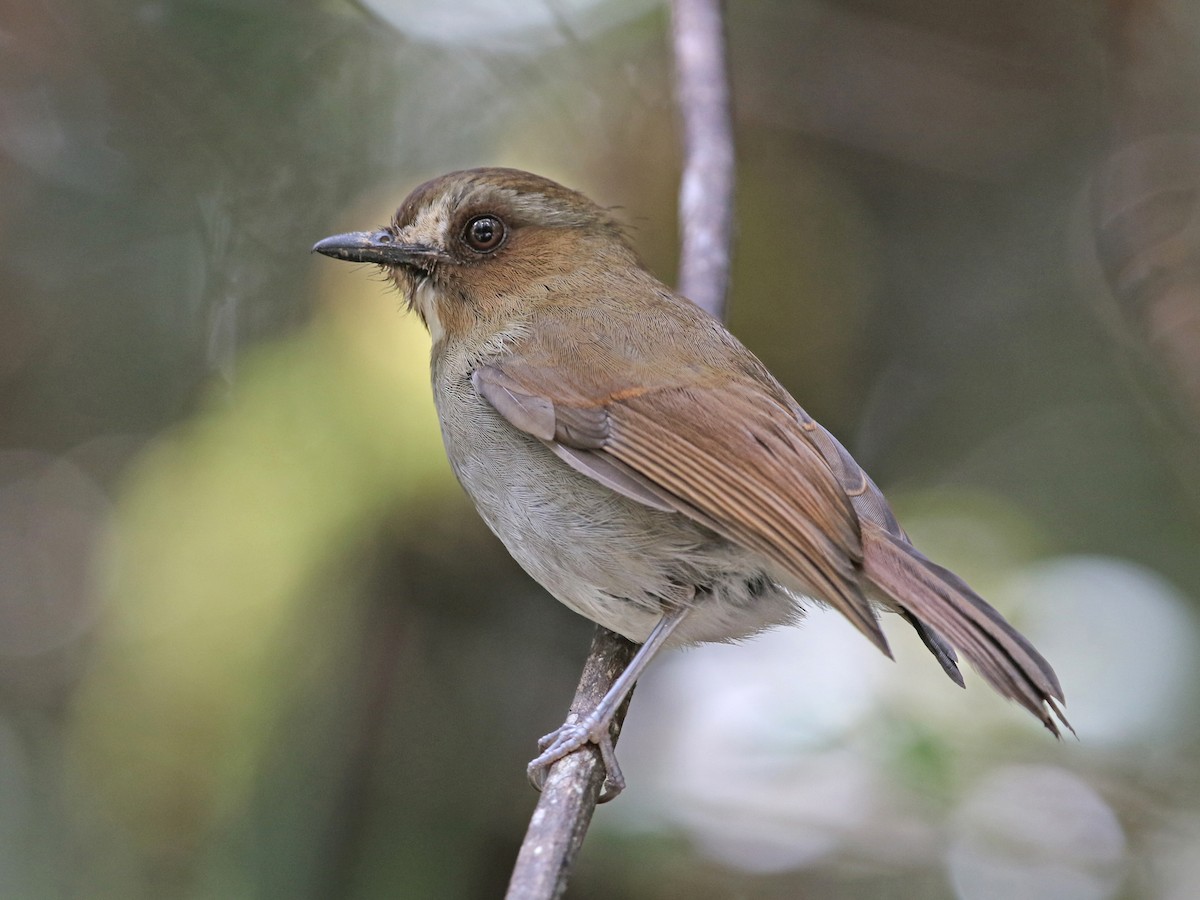 Eyebrowed Jungle Flycatcher - Vauriella gularis - Birds of the World