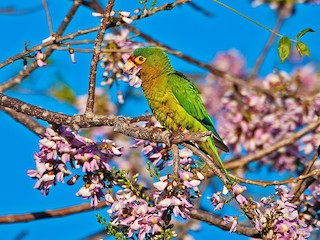  - Orange-fronted Parakeet