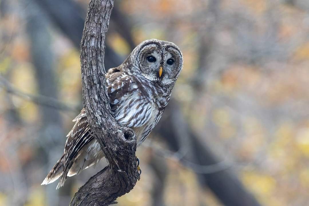 Barred Owl - Reva Dow