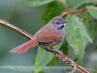  - Gray-bellied Spinetail