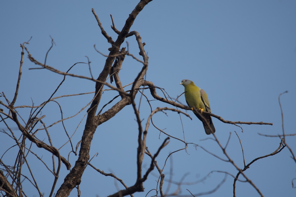 Yellow-footed Green-Pigeon - Jawad Ali