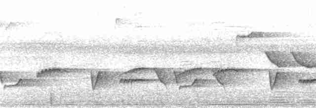 Trillerschneidervogel - ML38758