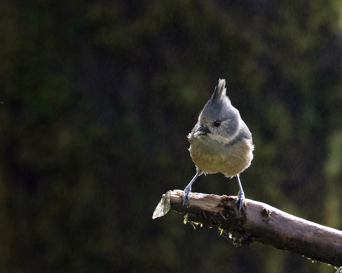 Gray-crested Tit - ML387581071