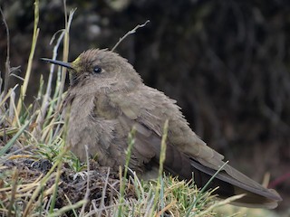  - Olivaceous Thornbill