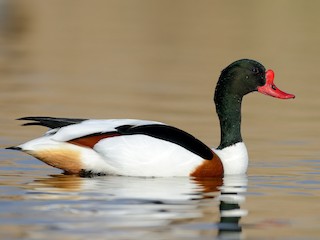  - Common Shelduck