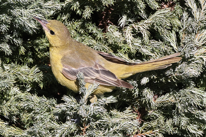 Orchard Oriole - ML387587131