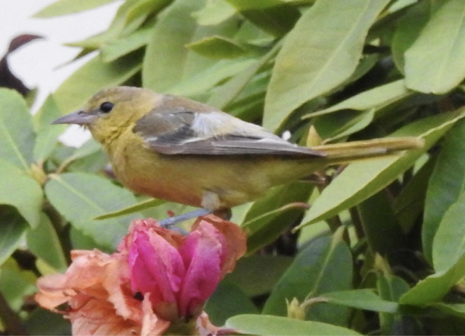 Orchard Oriole - ML387587141