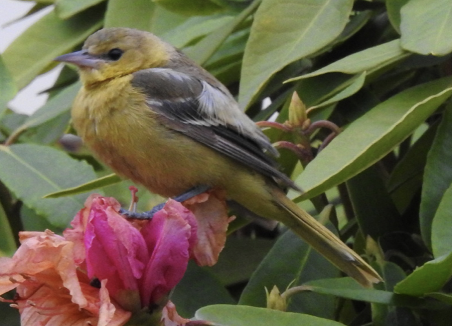 Orchard Oriole - ML387587151