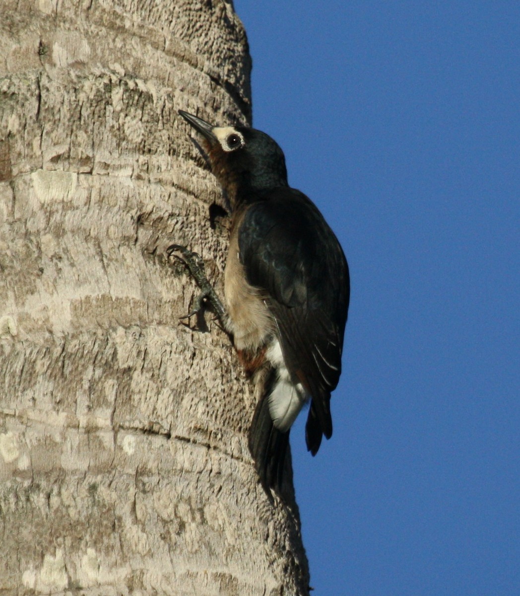 Puerto Rican Woodpecker - ML38758981