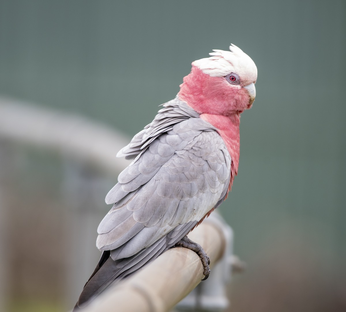 kakadu růžový - ML387595201