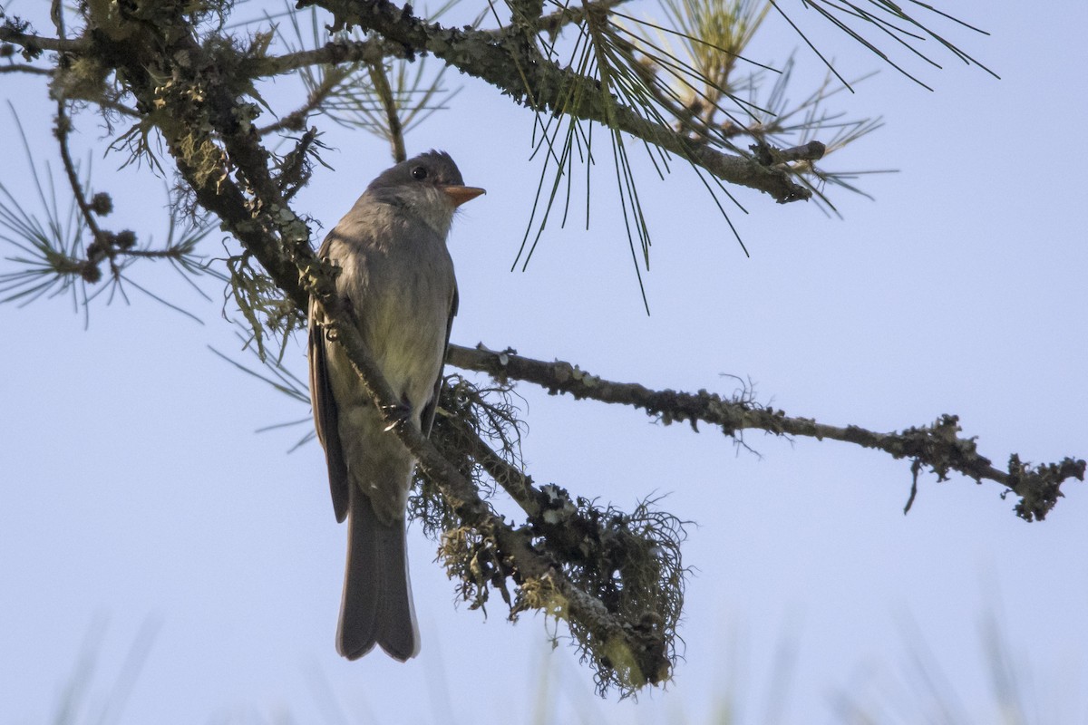 Smoke-colored Pewee - Leonel Melvern