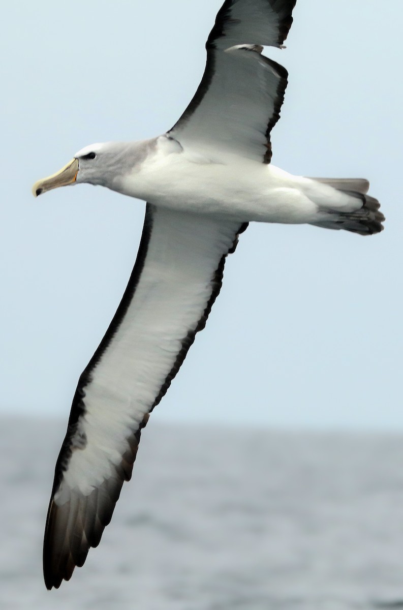Albatros de Salvin - ML387601811