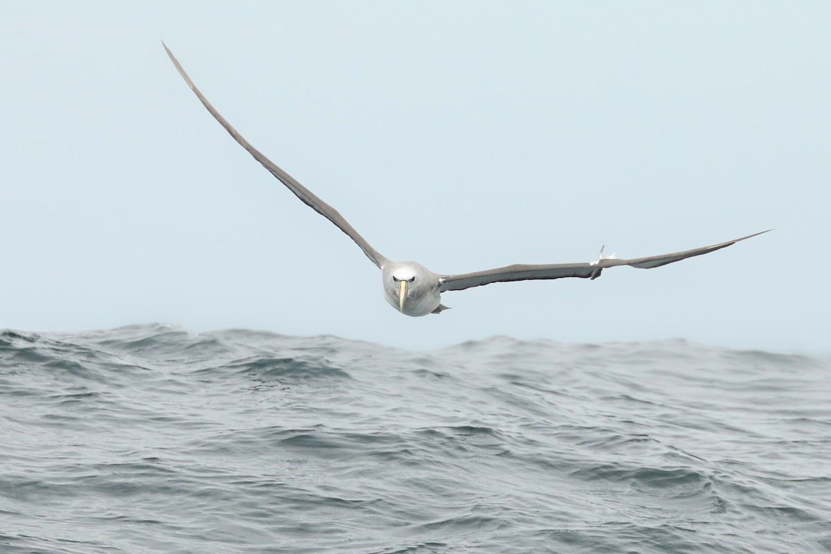 Сероспинный альбатрос - ML387601821