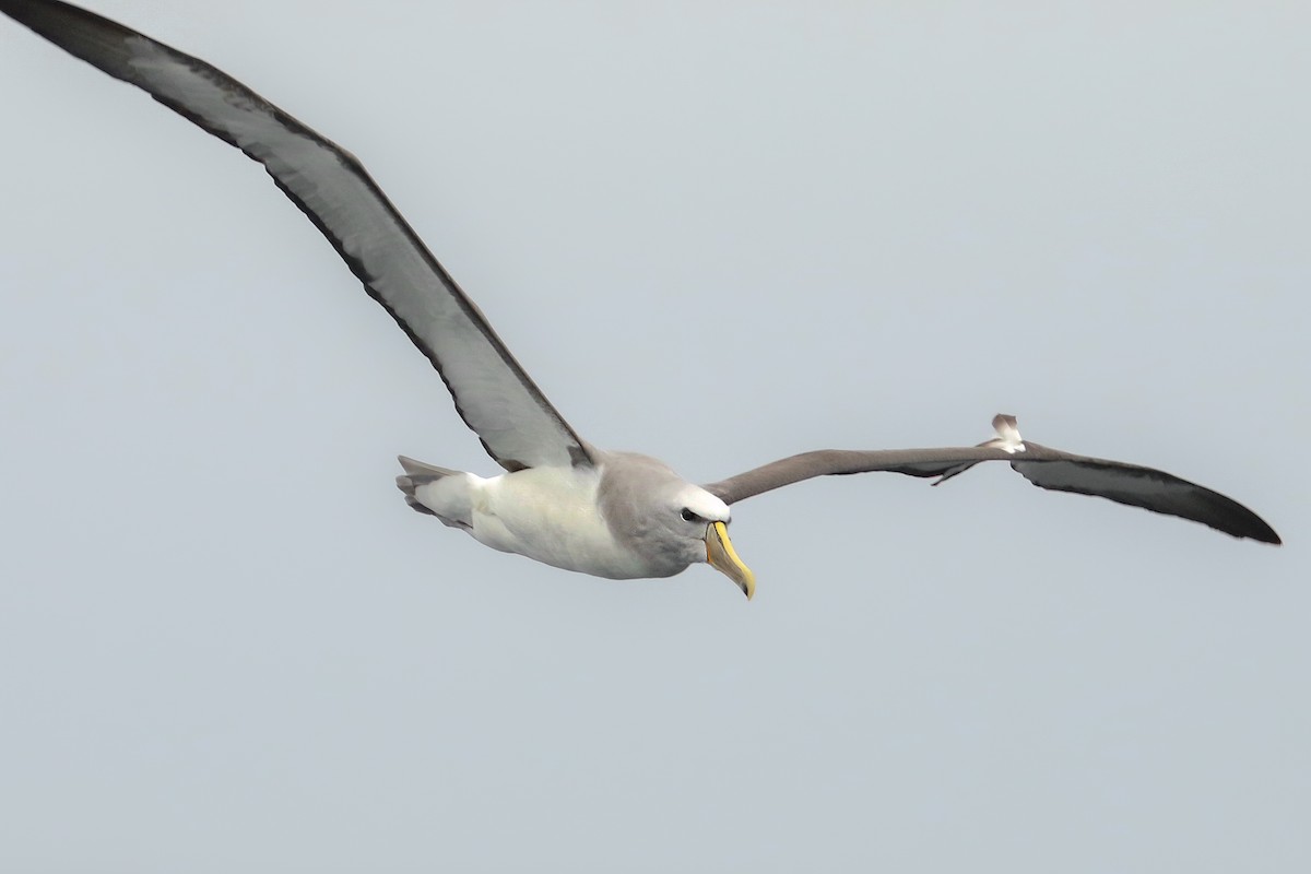 albatros snarský - ML387601971