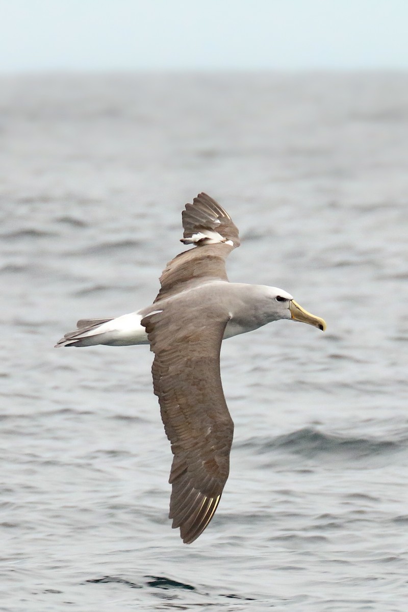 Salvin's Albatross - ML387602011