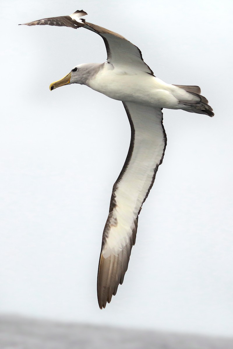Albatros de Salvin - ML387602041