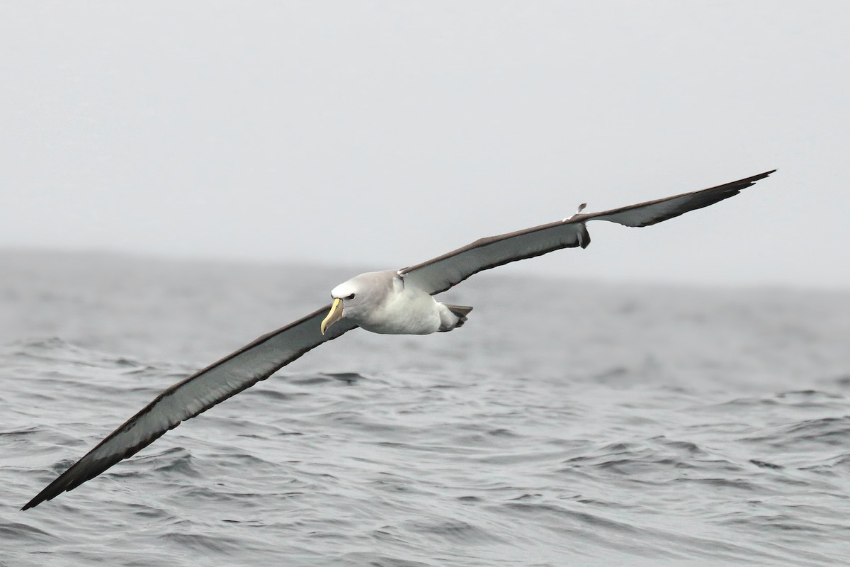 Salvin's Albatross - ML387602051