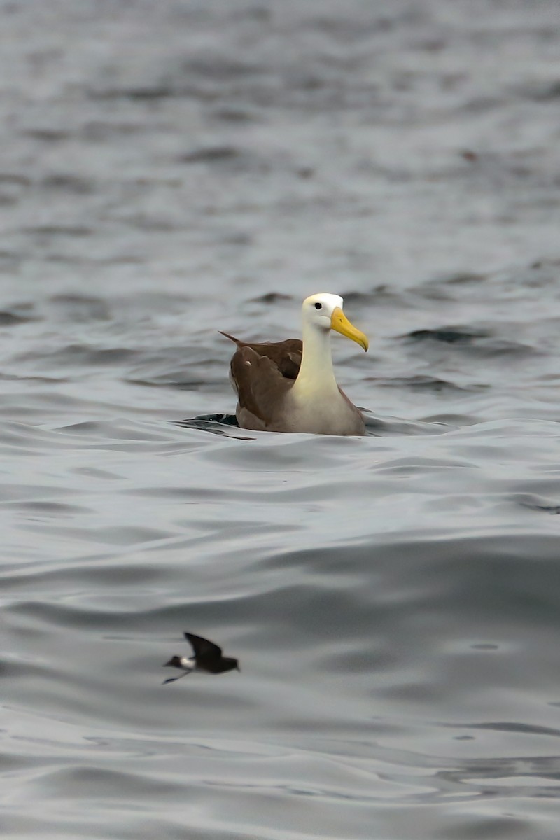 Albatros des Galapagos - ML387602061