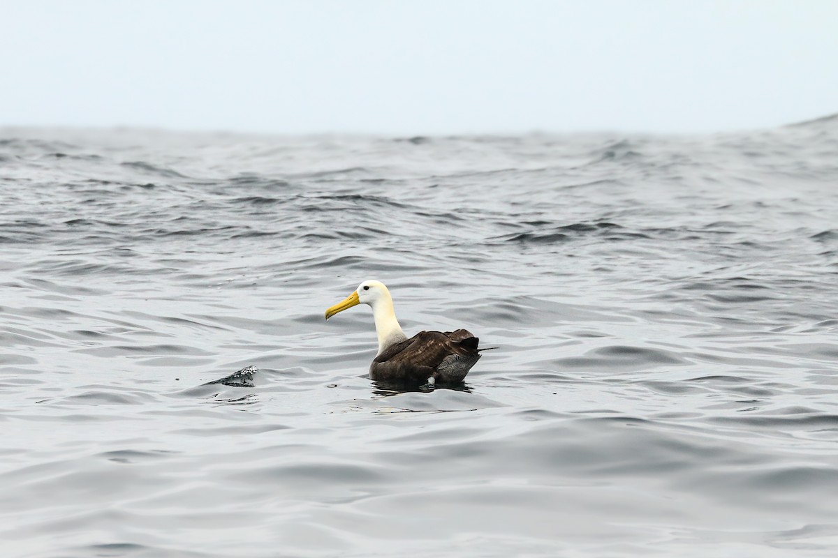 Waved Albatross - Frank Thierfelder