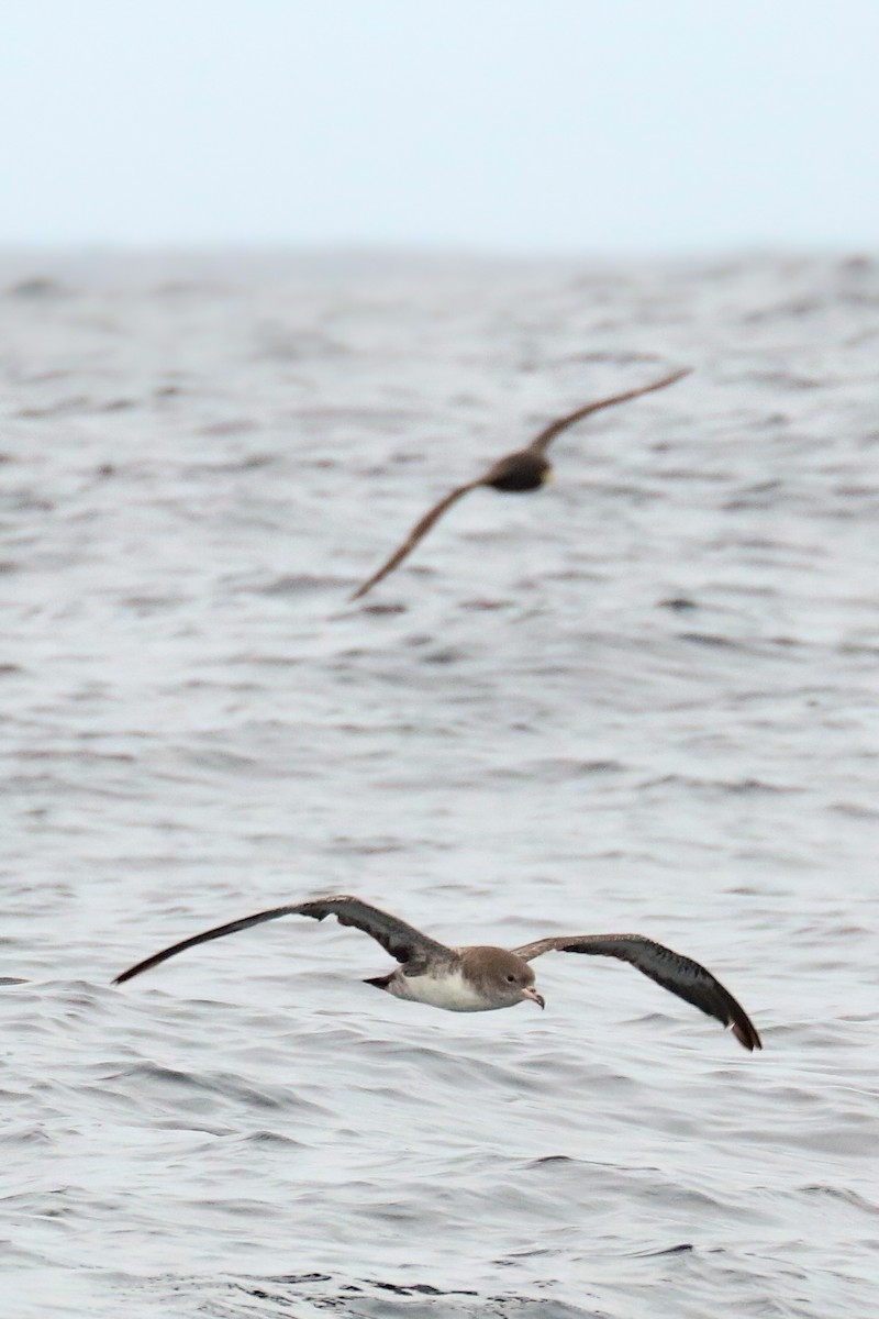 Pink-footed Shearwater - ML387602231