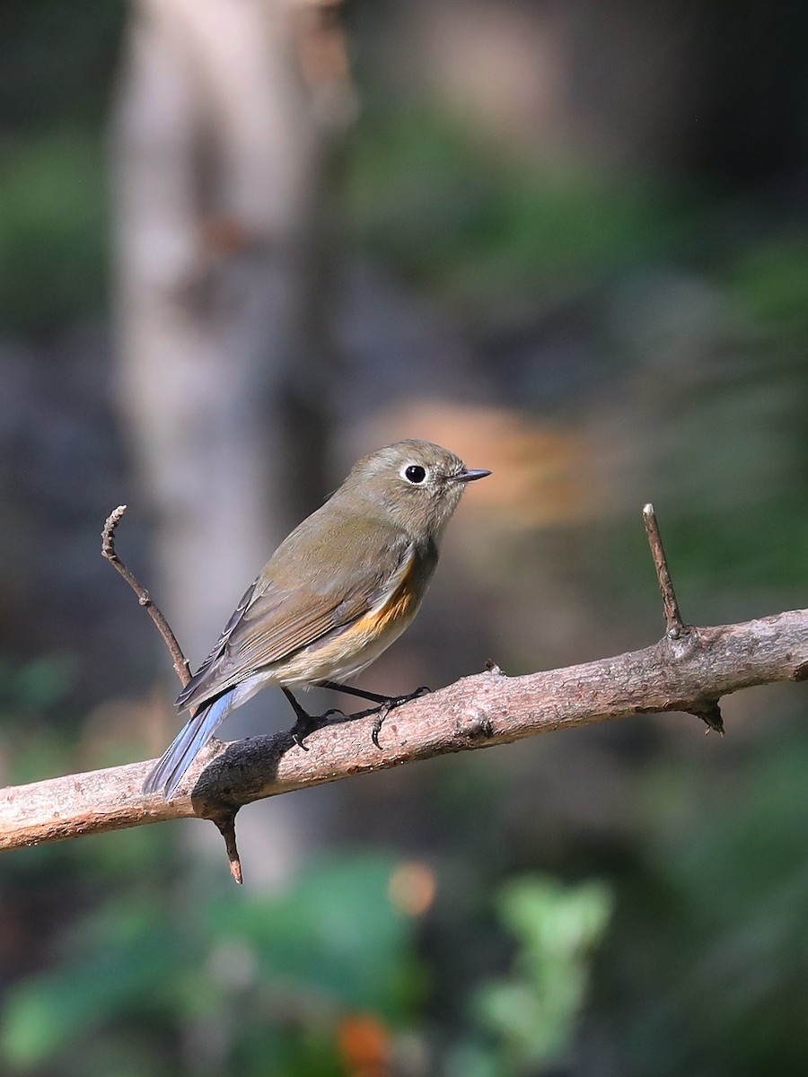 Red-flanked Bluetail - ML387604981