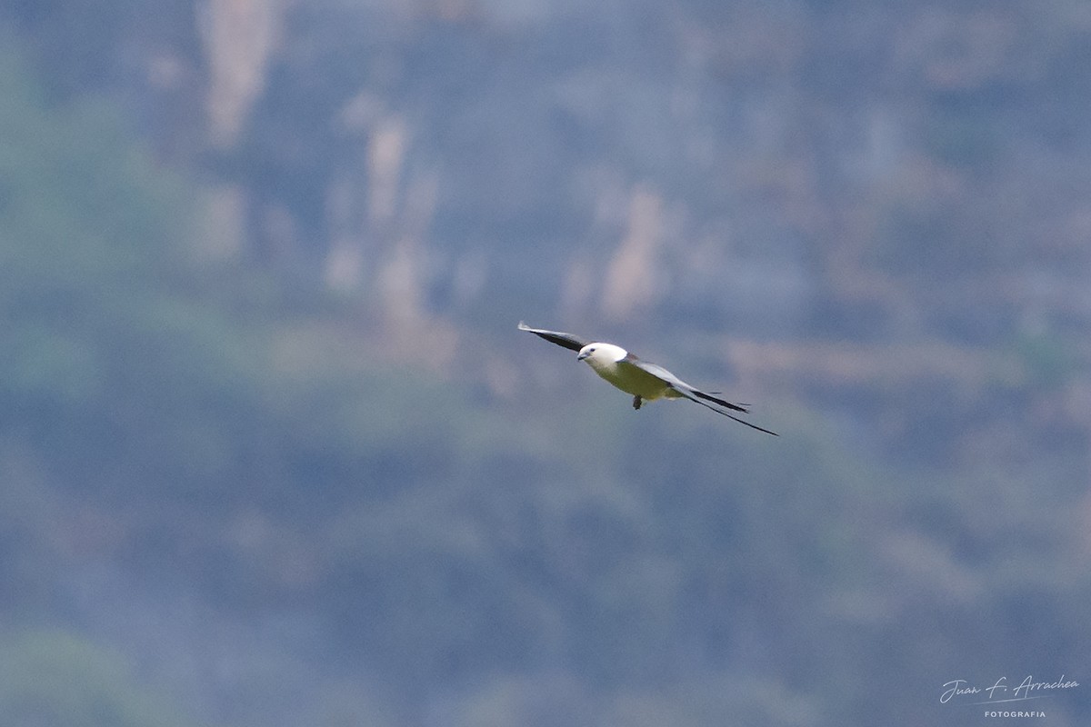 Swallow-tailed Kite - ML387605121